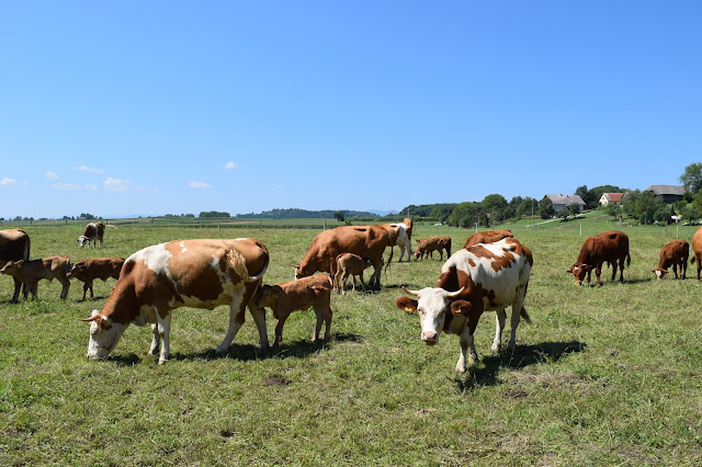 vegan shoes help cows