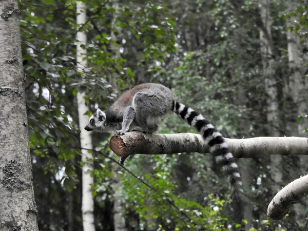 tangen dyrepark