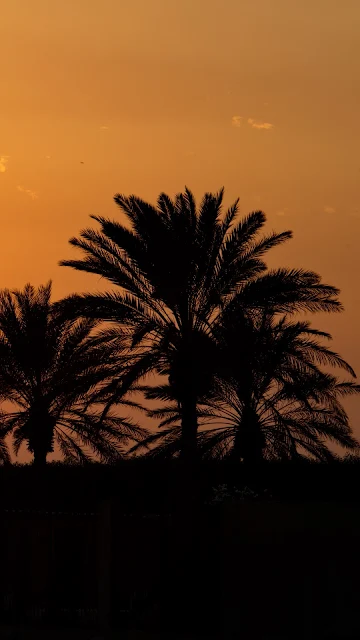 Palm Trees, Sunset, Horizon, Sky, Clouds