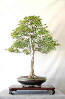 Tipuri bonsai de exterior