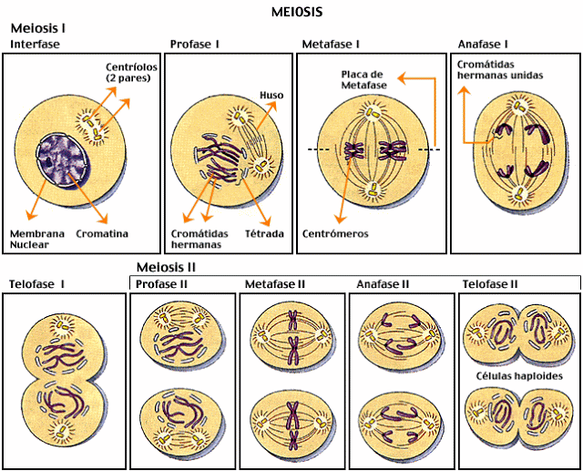 http://kerchak.com/wp-content/uploads/2015/11/Meiosis-I-y-Meiosis-II.gif