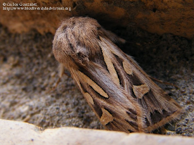http://www.biodiversidadvirtual.org/insectarium/Eucoptocnemis-optabilis-img412294.html