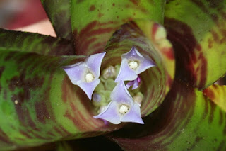 neoregelia blushing tiger