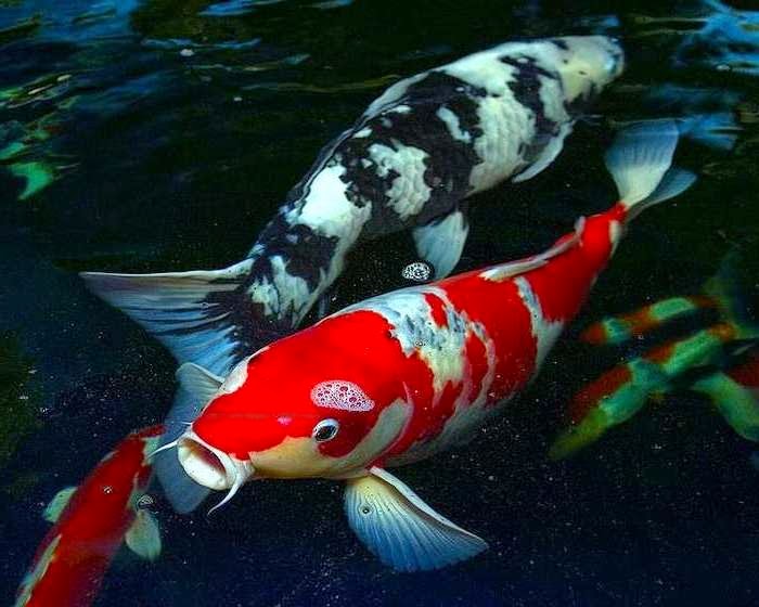 gambar ikan koi yang bagus}