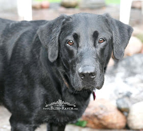 Black Lab Bliss-Ranch.com