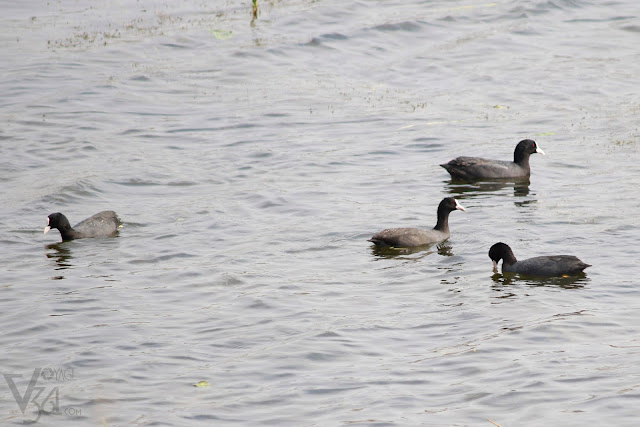 Common coot