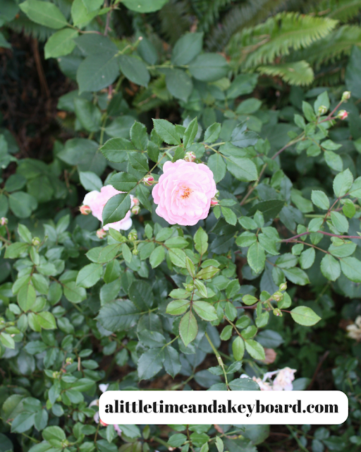 Small bloom in a sea of green at the International Rose Test Garden in Portland, Oregon.