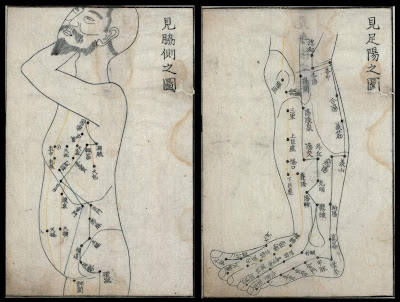 torso and leg acupuncture maps