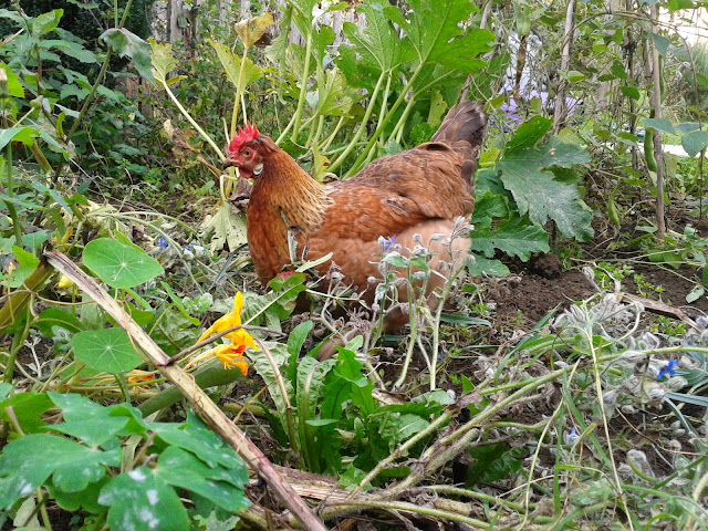 Agnes in the garden