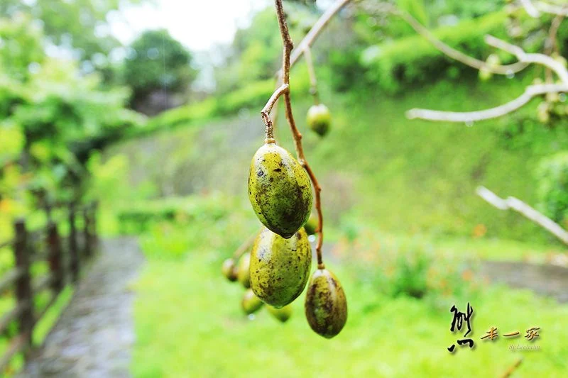 苗栗南庄住宿｜幸福綠光民宿