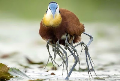 Jacana Afrika, Burung Berkaki Banyak yang Hidup di Atas Air