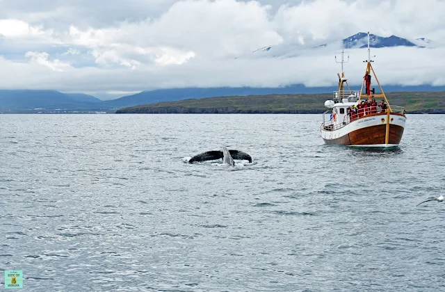 Avistamiento de ballenas en Hauganes, Islandia