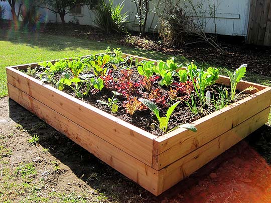 Raised Vegetable Garden Box