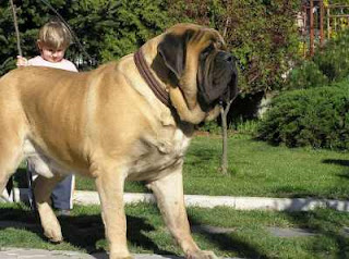 mastiff dog english tibetan korean puppy breeds hound canine pooch canis bow-wow despicable fellow qen txakurra gos pas hond koer aso koira kutya hundur madra pets huisdieren animaux de compagnie Haustiere de companie husdjur Evcil Hayvan anifeiliaid anwes domace zvali augintiniai alagang hayop domaci zvirata kucni ljubimci animals domestics maskotak animal pets info