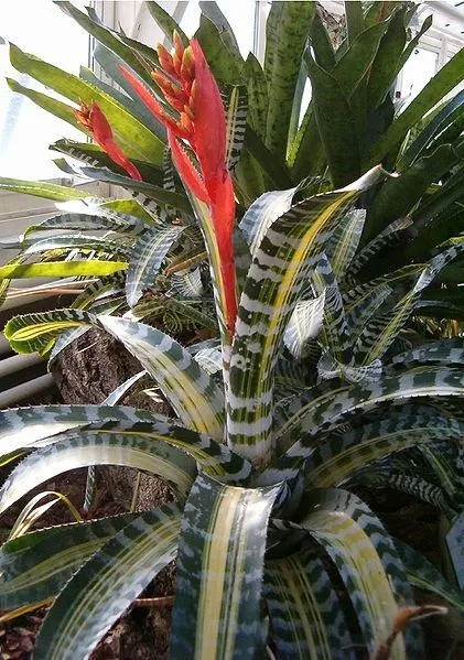 Dicas e cuidados com a Bromélia-zebra ou Aechmea chantinii