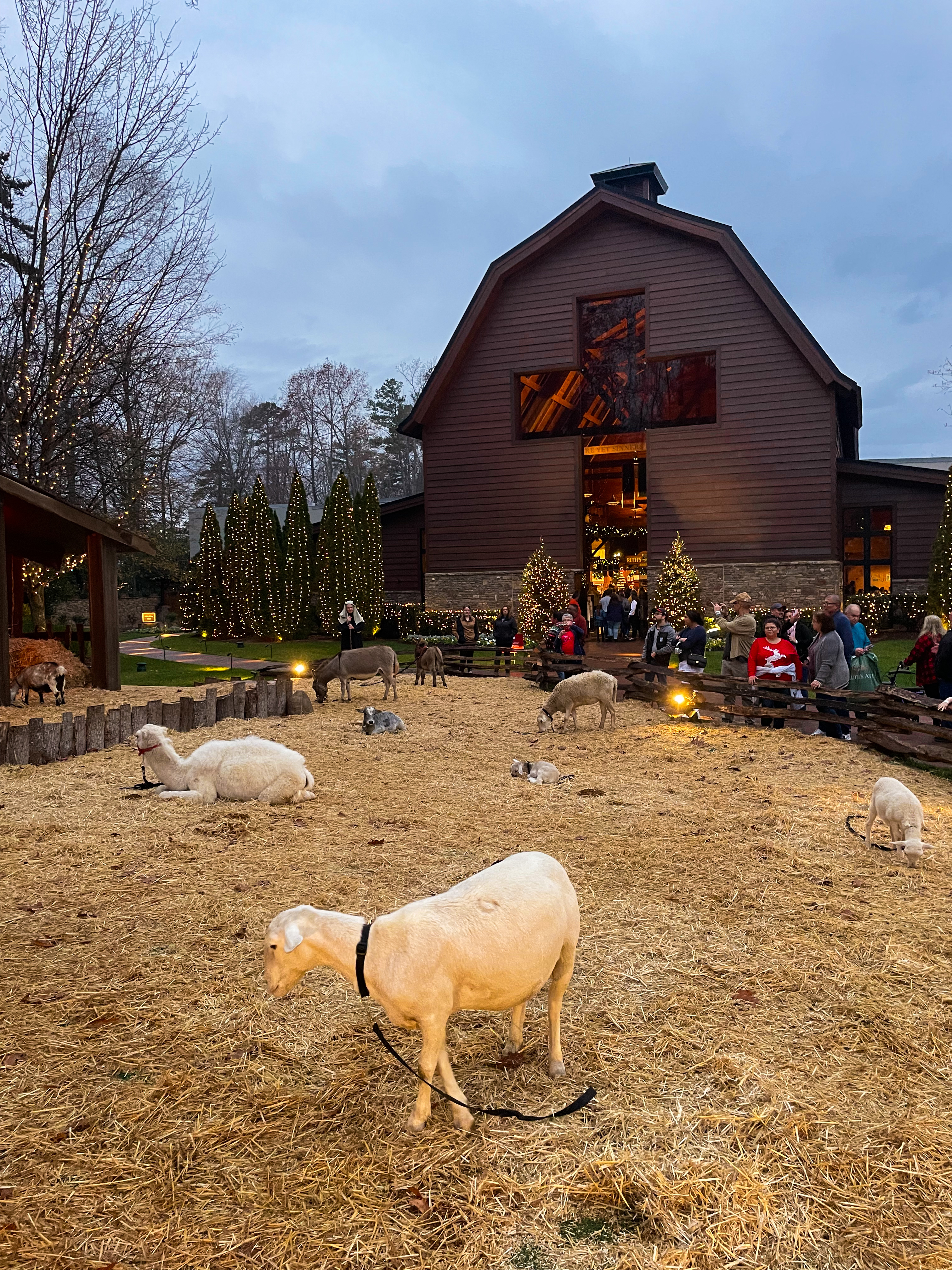 Live Nativity