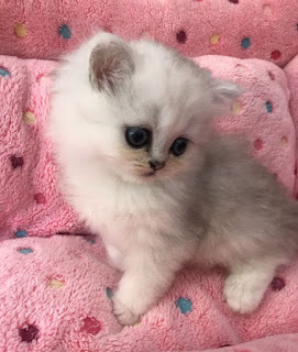 Beautiful Persian Kittens for sale