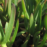 Flora of Algeria