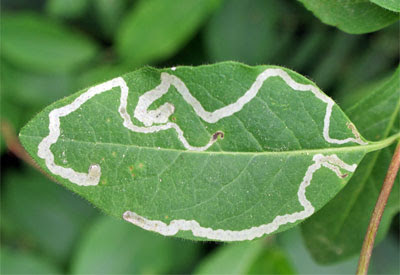 cara membasmi leaf miner