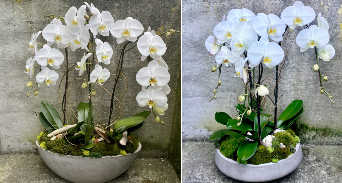 Plantas de orquídeas Phalaenopsis