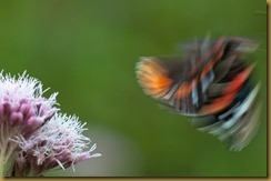 Red Admiral, Vanessa atalanta: take-off