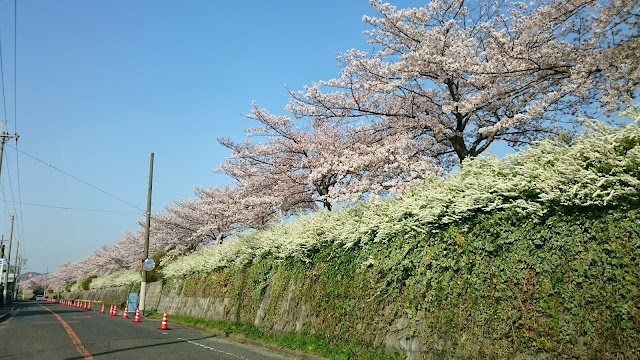 石川さくら堤(富田林市)