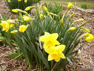 Daffodil