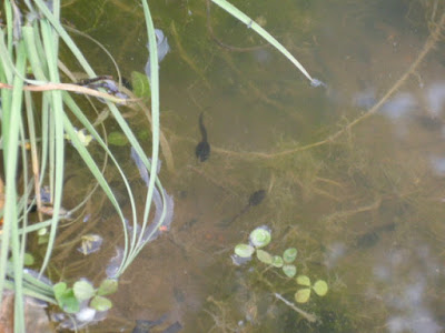 Local Pond