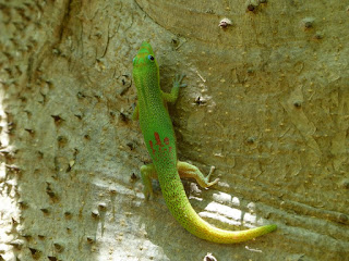 Phelsuma laticauda - Gecko diurne à poussière d'or