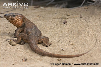 Gran Canaria giant Lizard