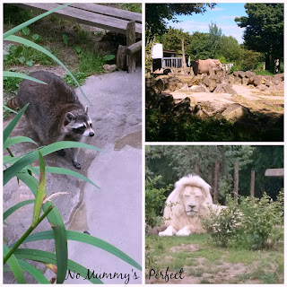 Lion blanc raton laveur éléphant