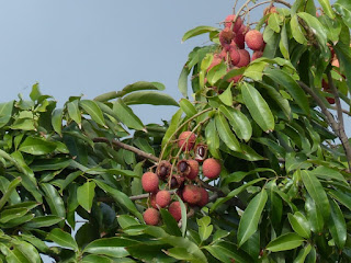 Litchi sinensis - Litchi de Chine - Letchi