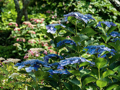 Gaku-ajisai (Hydrangea macrophylla f. normalis) flowers: Kaizo-ji