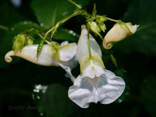 Impatiens textori