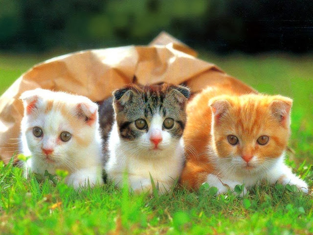 Cute Cats HD Wallpaper Free