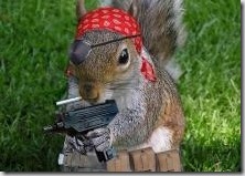 piratesquirrel