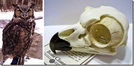0223_GHO-skull
