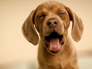 Fotos de perros bostezando parason imágenes full DH gratuitos para .