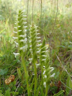 Spiranthe de Romanzoff - Spiranthes romanzoffiana