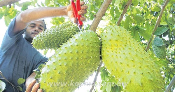 SUBHANALLAH.SAYA TAK TAHU YANG BUAH DURIAN BELANDA 