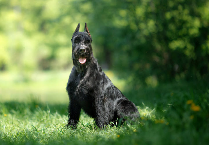 Giant Schnauzer