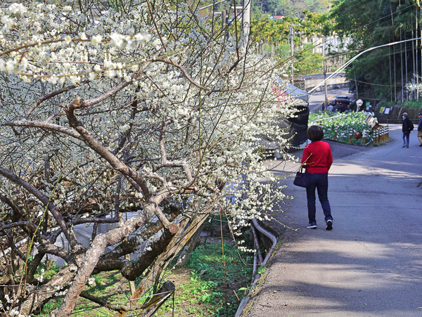 新社梅花隧道、小木屋鮭魚葡萄、梅花森林，台中賞梅花好去處