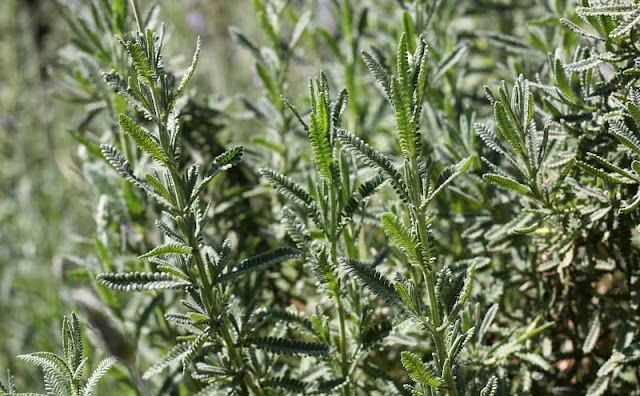 Lavender Flowers