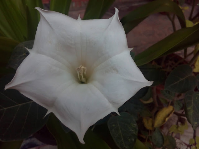 Datura plant and flower