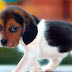 Cute shy pet | Cute dog pictures | Cute dog wallpapers