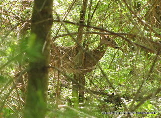 Whitetail Deer