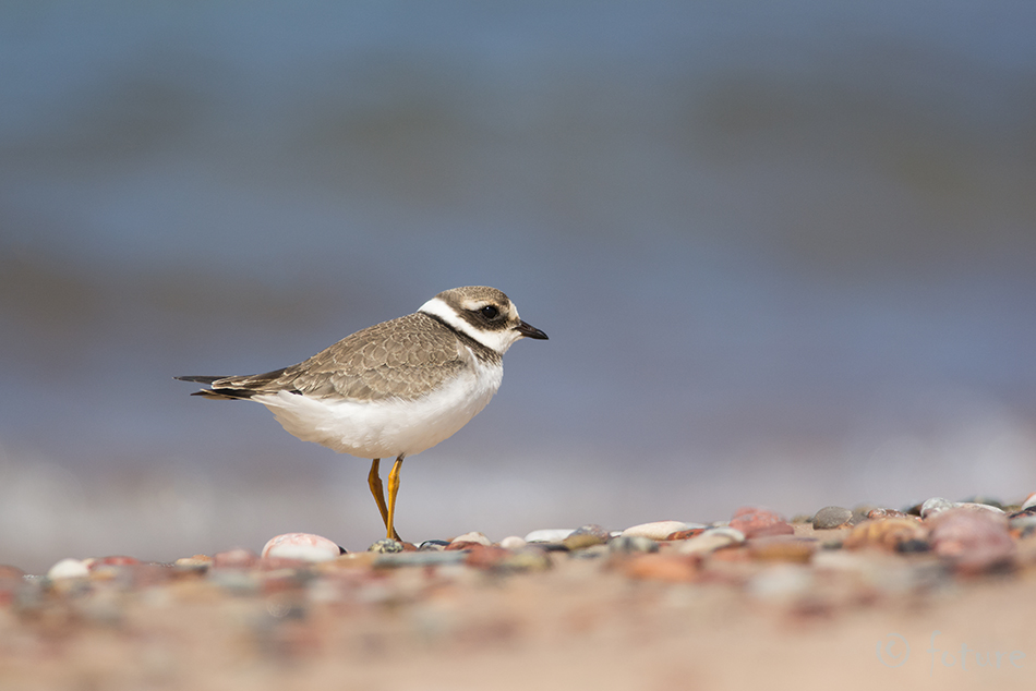 Liivatüll, Charadrius hiaticula, Common Ringed Plover, Great, Greater, tüll