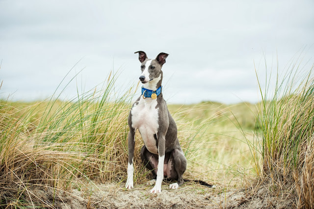 Sighthound & whippet pet portrait shoot at West Witterings Beach, Sussex