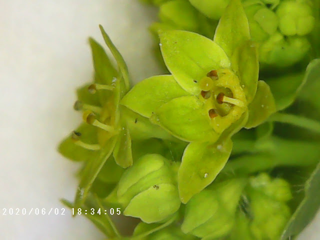 Lady's Mantle Plant Magnified