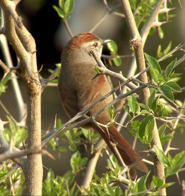 Sooty fronted Spinetail